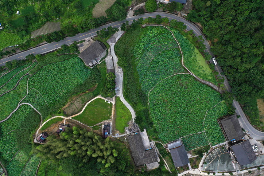 重慶市黔江區(qū)小南海鎮(zhèn)新建村土家十三寨荷田。楊敏攝