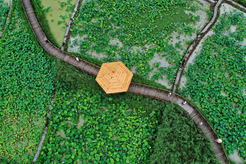 游客在重慶市黔江區(qū)小南海鎮(zhèn)新建村土家十三寨荷田里賞花。楊敏攝