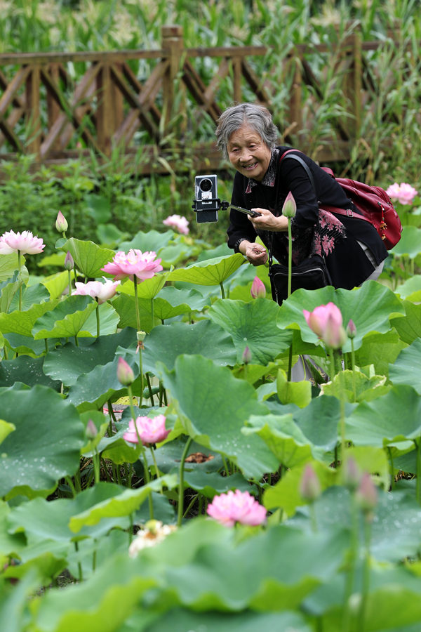 游客在重慶市黔江區(qū)小南海鎮(zhèn)新建村土家十三寨荷田里賞花。楊敏攝