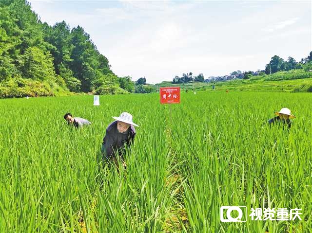 6月30日，南川區(qū)福壽鎮(zhèn)的一片水稻田里，農(nóng)民正在除草，這些是私人定制稻田，農(nóng)民代種代管護，收獲歸認養(yǎng)人所有。記者 趙偉平 攝/視覺重慶