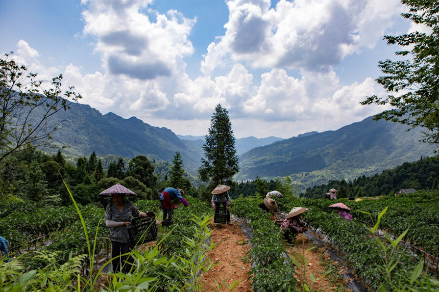 溶溪鎮(zhèn)羅家村村民在采摘辣椒。胡程攝