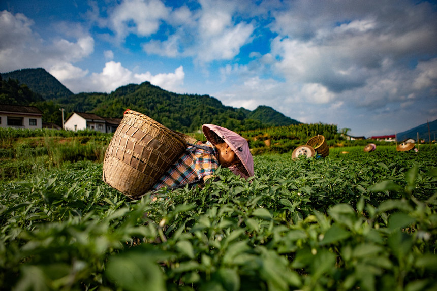 溶溪鎮(zhèn)柳水村村民在采摘辣椒。胡程攝
