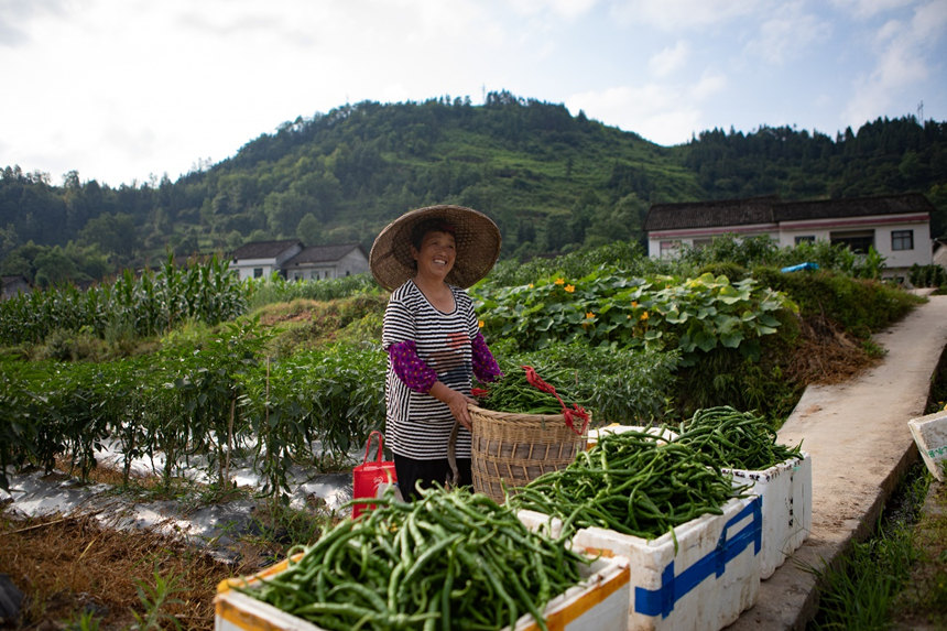 溶溪鎮(zhèn)柳水村村民臉上洋溢著豐收的喜悅。胡程攝