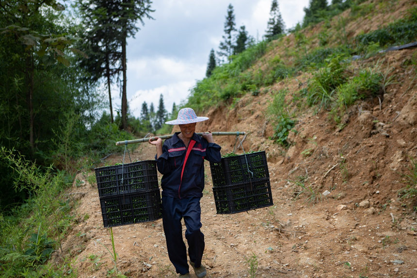 溶溪鎮(zhèn)羅家村村民滿載辣椒而歸。胡程攝