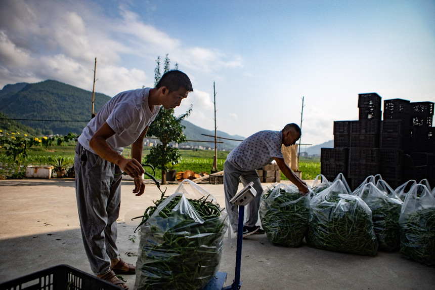 溶溪鎮(zhèn)柳水村村民將辣椒稱重打包。胡程攝