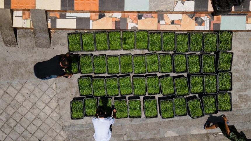 溶溪鎮(zhèn)晨光社區(qū)村民在銷售點搬運采摘的辣椒。胡程攝