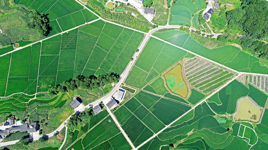 重慶涪陵馬武鎮(zhèn)文觀村塊狀稻田成獨特風景。黃河攝