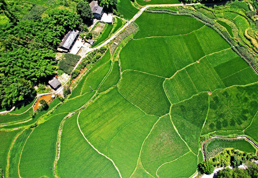 重慶涪陵青羊鎮(zhèn)興安村農(nóng)作物豐收在望。黃河攝