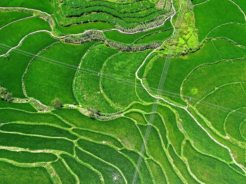 涪陵青羊鎮(zhèn)興園村田間，稻谷長(zhǎng)勢(shì)喜人。黃河攝