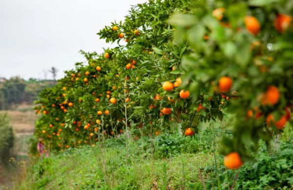 無(wú)人果園掛果期。渝北區(qū)委網(wǎng)信辦供圖