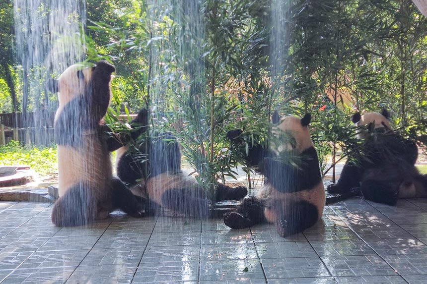 在熊貓館，新安裝了噴淋設(shè)施。重慶動物園供圖
