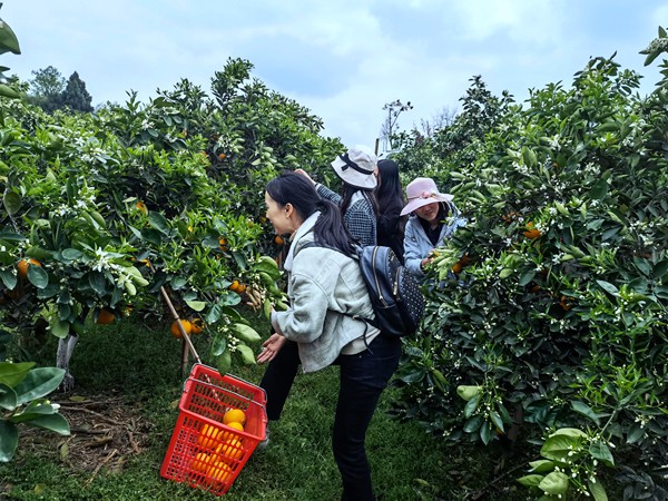 鄉(xiāng)村特色種植吸引游客紛至沓來（資料圖）。銅梁區(qū)委網(wǎng)信辦供圖