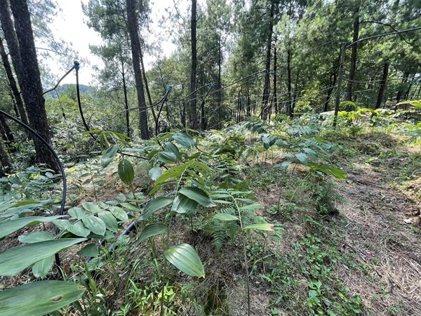 林下還原野生種植的黃精。夏祥洲攝