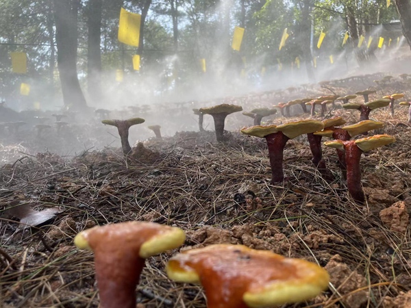 林下還原野生種植的靈芝。夏祥洲攝