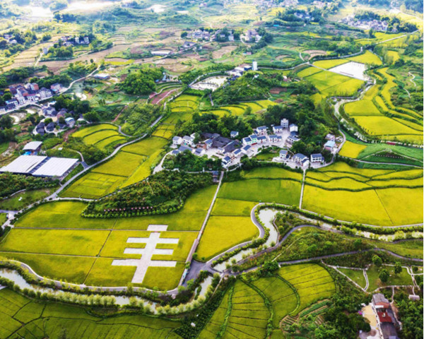 長壽區(qū)清邁良園里的稻田。長壽區(qū)委宣傳部供圖