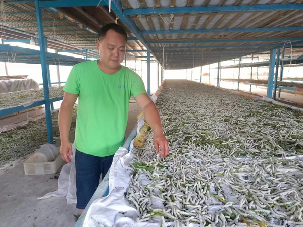 郭高奎正在疏蠶。張雪蓮攝