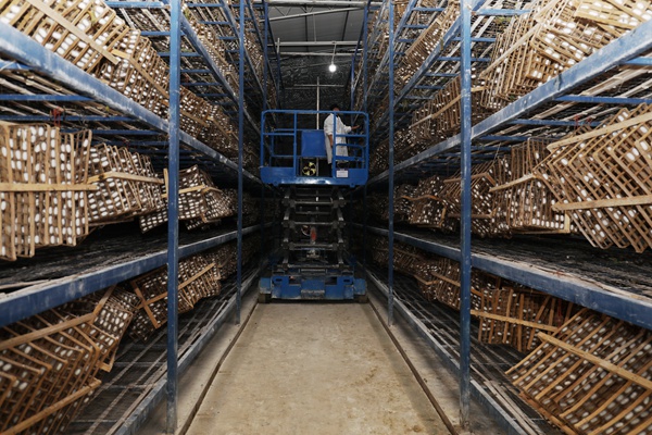 工作人員在蠶棚收蠶。中敖鎮(zhèn)產(chǎn)業(yè)辦供圖