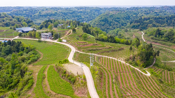 蠶桑種植基地鳥瞰圖。中敖鎮(zhèn)產(chǎn)業(yè)辦供圖
