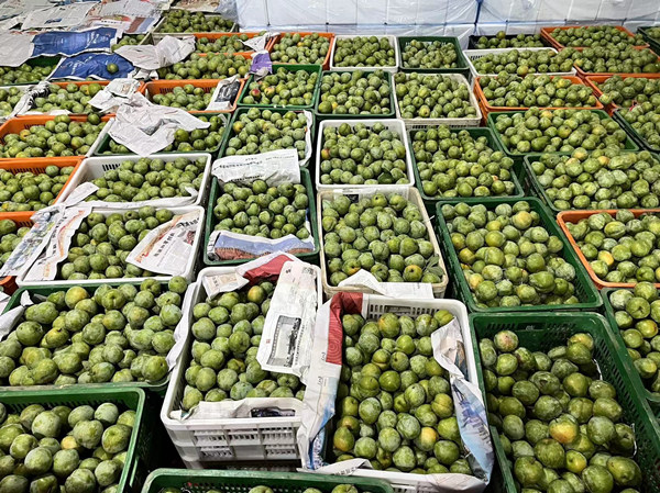 綦江奈李迎來豐收季。蔣海濤攝