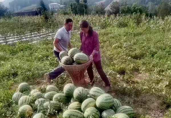 村民地里摘西瓜售賣?？椎缕紨z