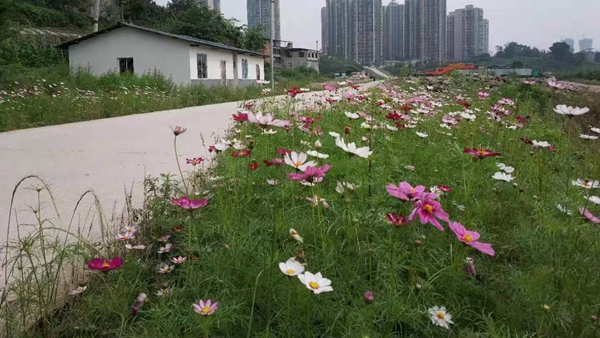 海棠村人居環(huán)境變美。界石鎮(zhèn)供圖