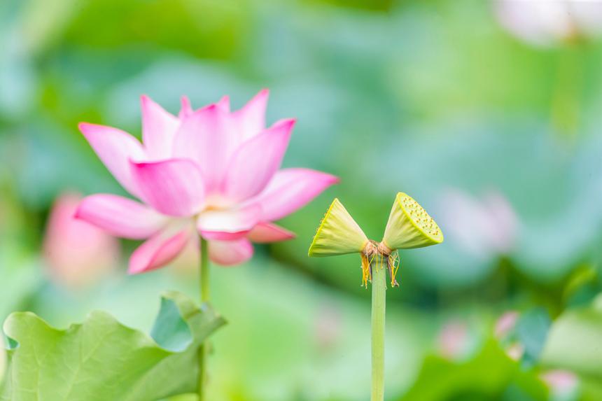 重慶市南川區(qū)大觀鎮(zhèn)中江村荷花園并蒂蓮。瞿明斌攝