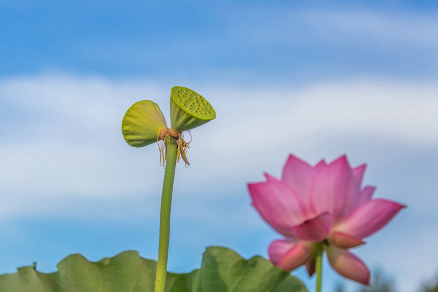 中江村荷花園并蒂蓮。瞿明斌攝