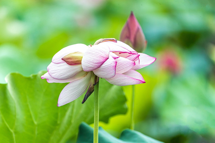 中江村荷花園并蒂蓮。瞿明斌攝