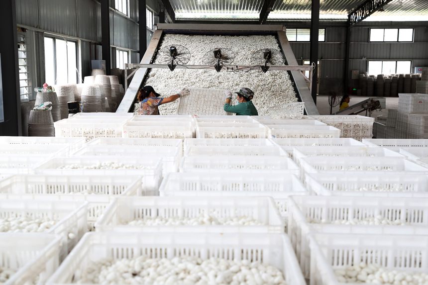 工人將烘烤好的夏蠶入庫。楊敏攝