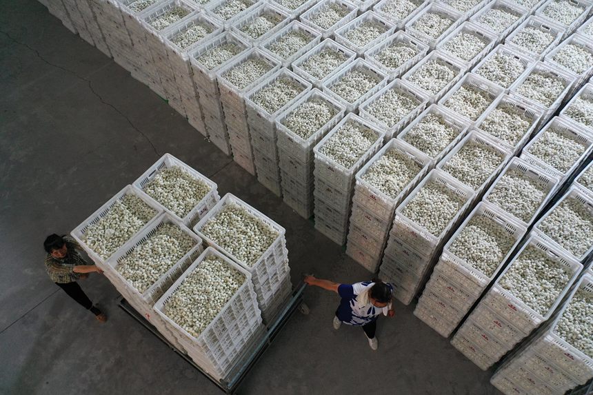 工人將烘烤好的夏蠶入庫。楊敏攝