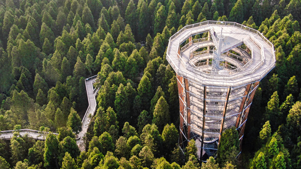 樹(shù)頂漫步。武隆區(qū)融媒體中心供圖