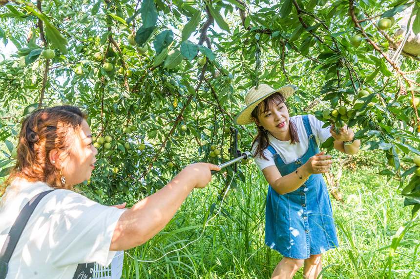 南川區(qū)豐巖鄉(xiāng)峰勝果園直播銷售李子。瞿明斌攝