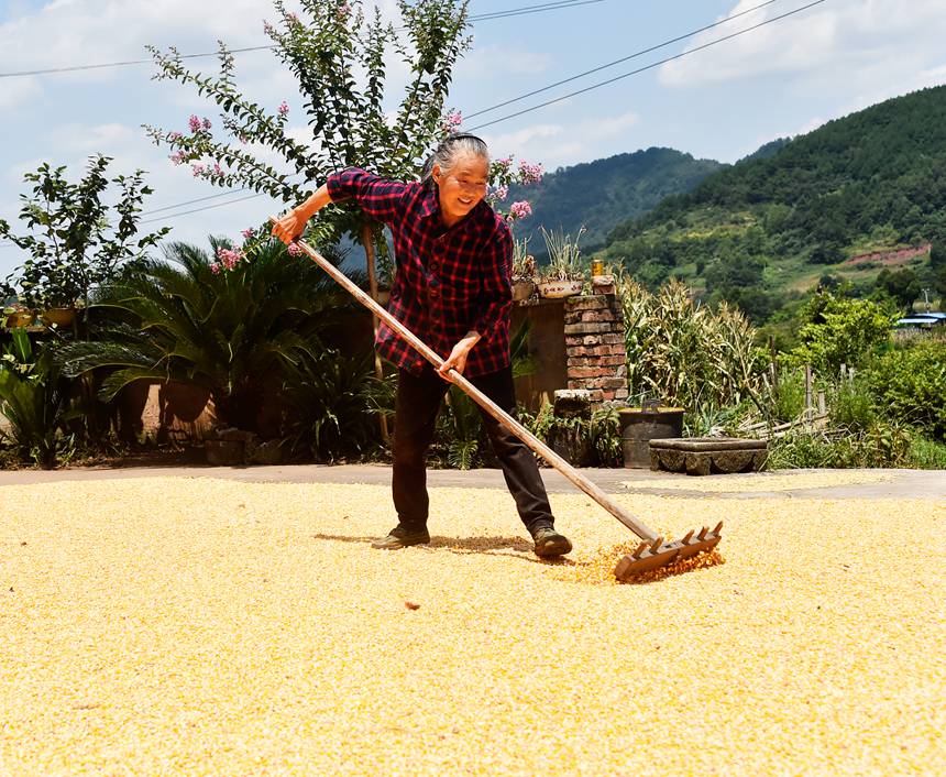 涪陵區(qū)青羊鎮(zhèn)群英村村民在晾曬玉米。黃河攝