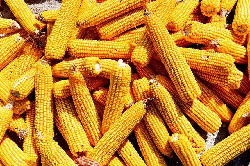 金黃色的玉米。黃河攝
