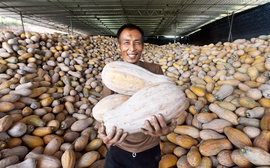 南瓜豐收，村民開心極了。黃河攝