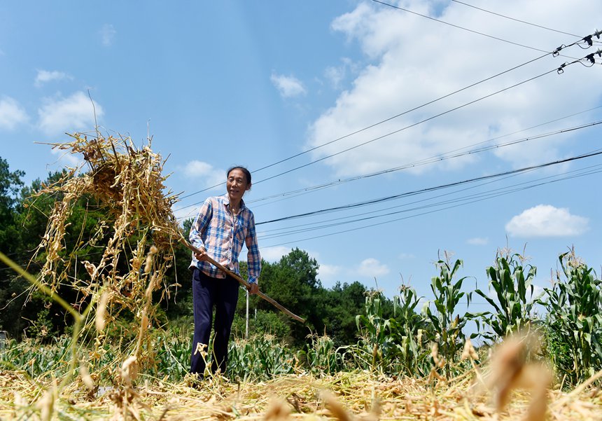青羊鎮(zhèn)興園村村民在晾曬黃豆。黃河攝