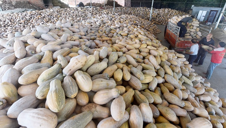 珍溪鎮(zhèn)南瓜豐收。黃河攝