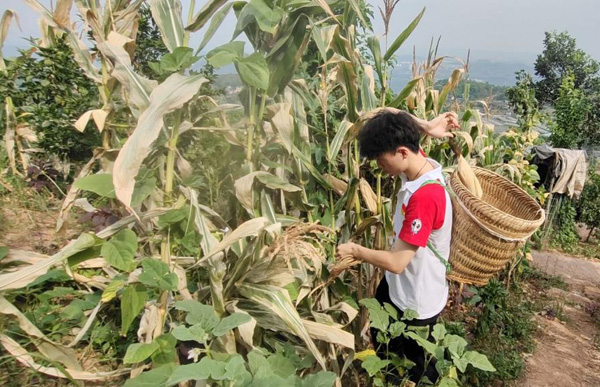 成員在山上幫老人采摘玉米。重慶工程職業(yè)技術學院供圖