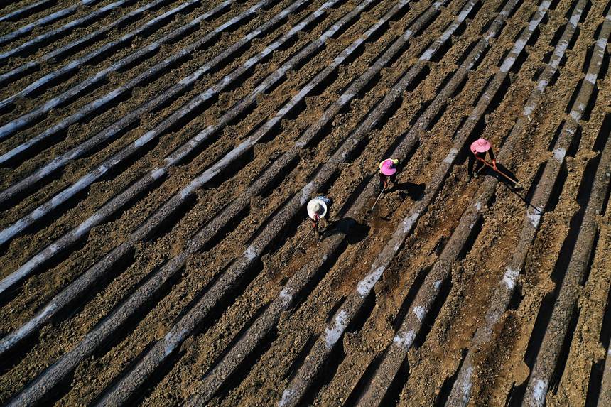 黔江區(qū)鵝池鎮(zhèn)方家村牧草種植基地。楊敏攝
