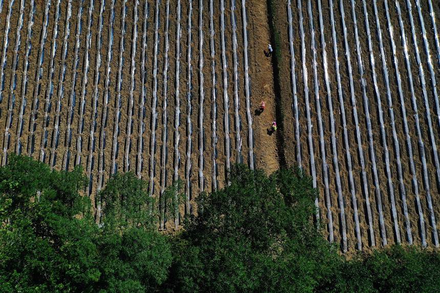黔江區(qū)鵝池鎮(zhèn)方家村牧草種植基地。楊敏攝