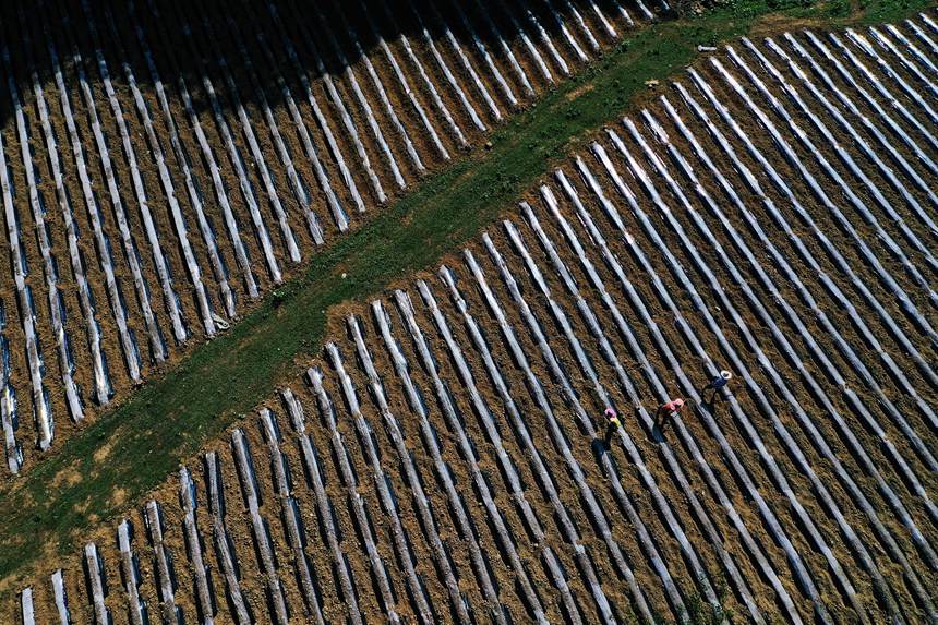 黔江區(qū)鵝池鎮(zhèn)方家村牧草種植基地。楊敏攝