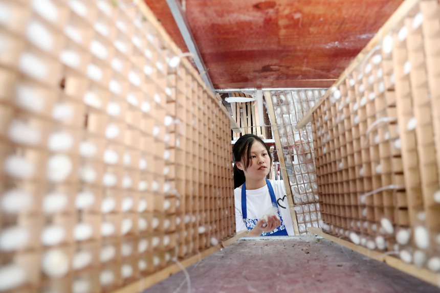 村民在光伏養(yǎng)蠶大棚內采摘蠶繭。楊敏攝