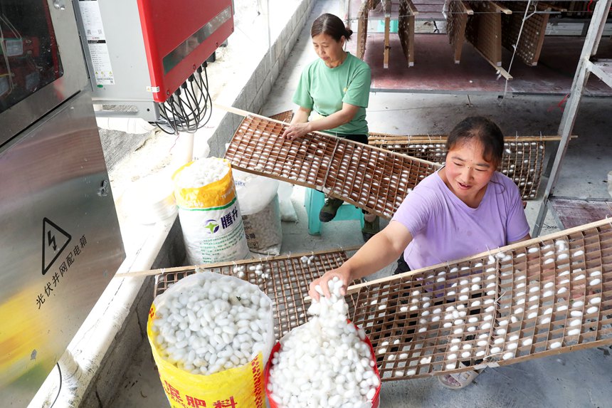 村民在光伏養(yǎng)蠶大棚內采摘蠶繭。楊敏攝