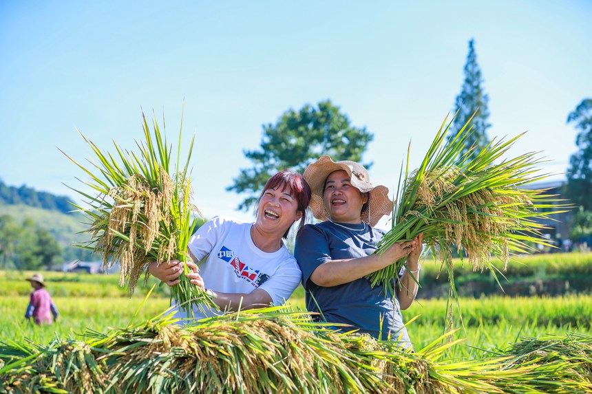 稻農(nóng)曬豐收。熊偉攝