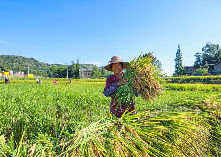 稻農(nóng)曬豐收。熊偉攝