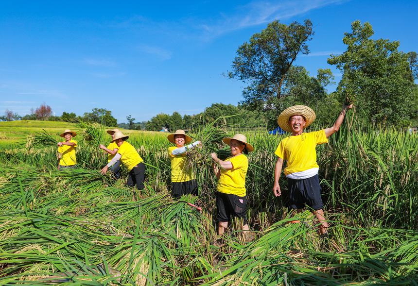 稻農(nóng)曬豐收。向成國(guó)攝