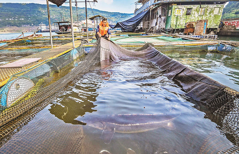 長江上游珍稀特有魚類國家級自然保護區(qū)野化馴養(yǎng)基地，工作人員正在查看長江鱘生長情況。（攝于4月20日）首席記者 龍帆 攝/視覺重慶