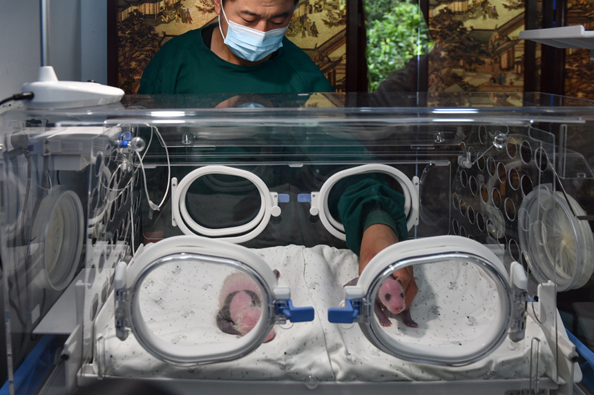 8月8日，在重慶動物園育幼室，一對剛出生不久的雙胞胎大熊貓幼仔亮相。鄒樂攝