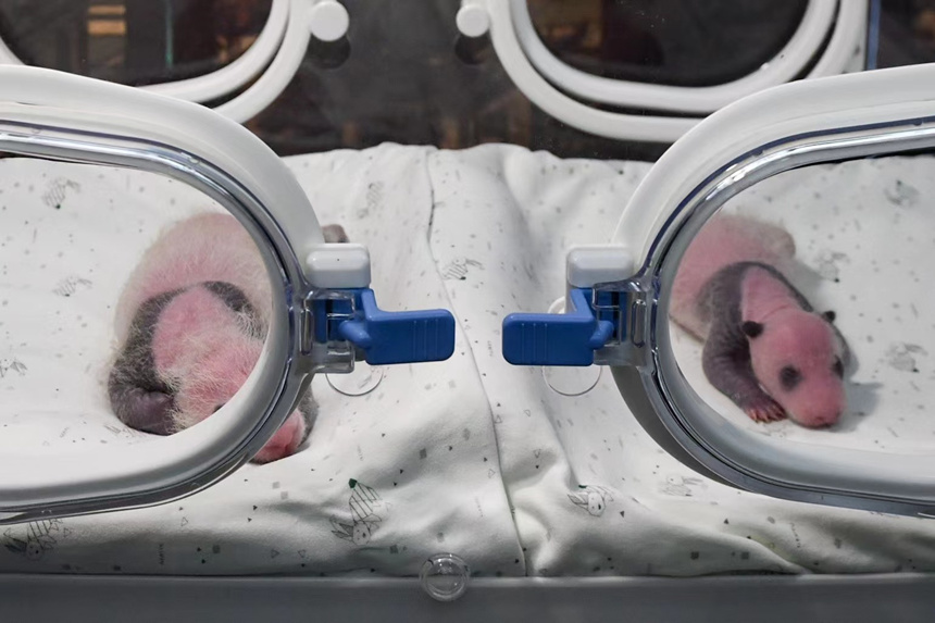 8月8日，在重慶動物園育幼室，一對剛出生不久的雙胞胎大熊貓幼仔亮相。鄒樂攝