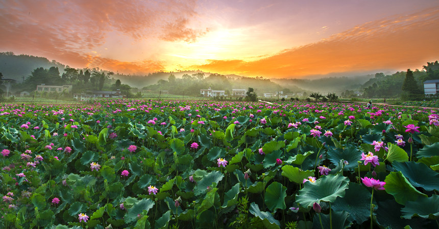“十里荷棠·山灣時光”風光。大足區(qū)委宣傳部供圖